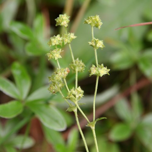 Felsen-Silikat-Silbermantel / Alchemilla saxatilis