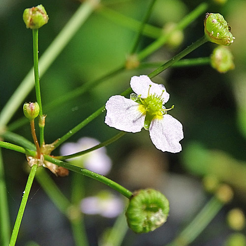 Lanzettblättriger Froschlöffel / Alisma lanceolatum