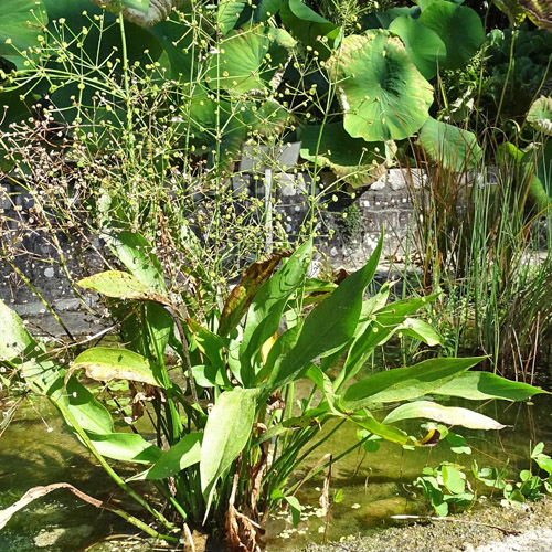 Lanzettblättriger Froschlöffel / Alisma lanceolatum