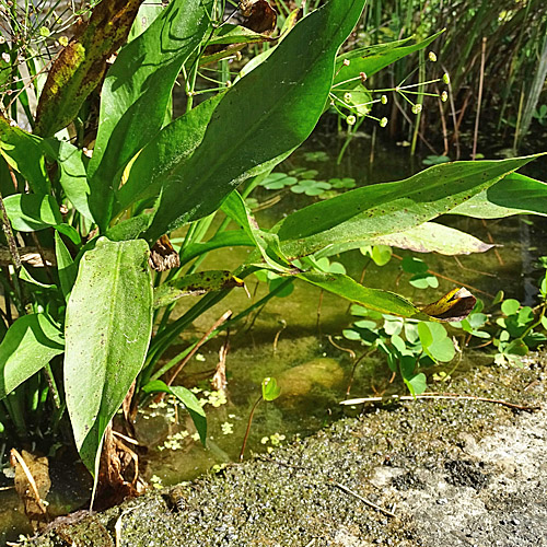 Lanzettblättriger Froschlöffel / Alisma lanceolatum