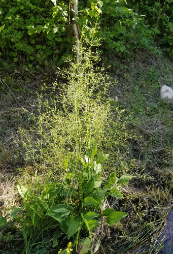 Gemeiner Froschlöffel / Alisma plantago-aquatica