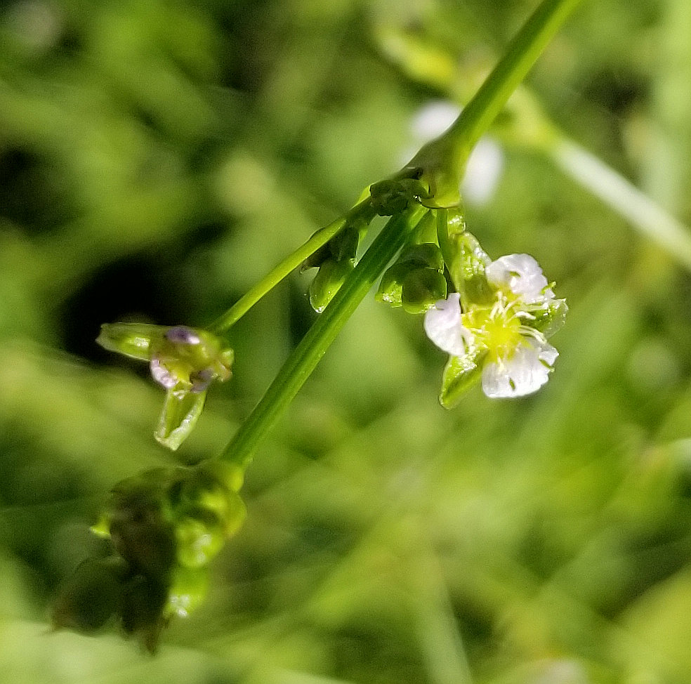 Gemeiner Froschlöffel / Alisma plantago-aquatica