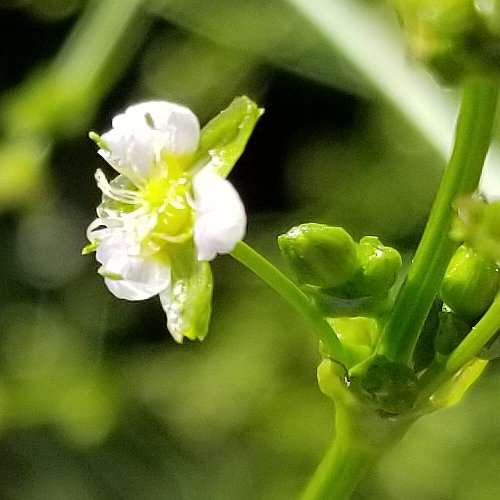 Gemeiner Froschlöffel / Alisma plantago-aquatica