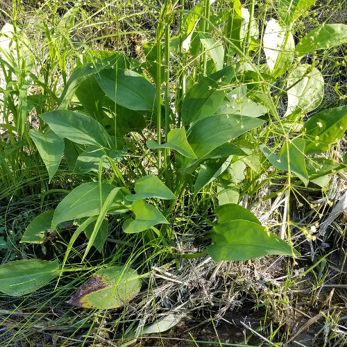 Gemeiner Froschlöffel / Alisma plantago-aquatica