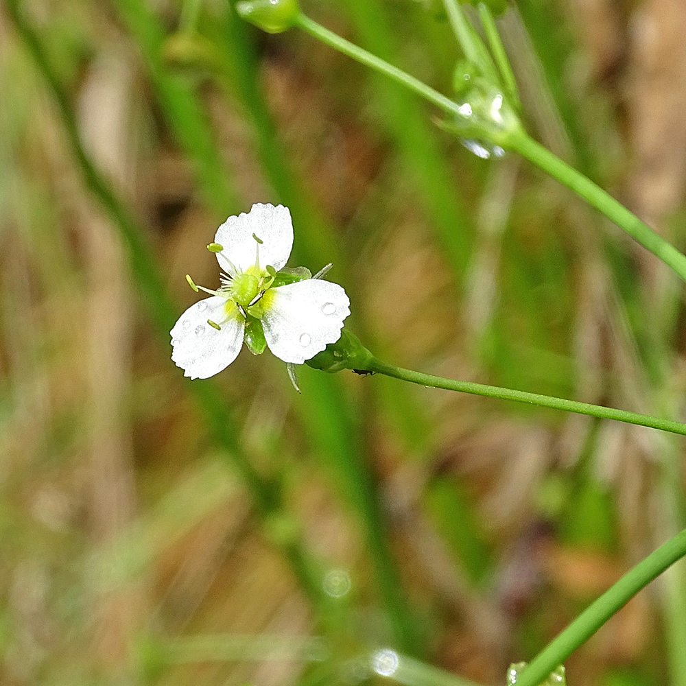Gemeiner Froschlöffel / Alisma plantago-aquatica