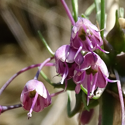 Gewöhnlicher Gekielter Lauch / Allium carinatum