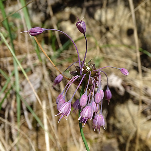 Gewöhnlicher Gekielter Lauch / Allium carinatum