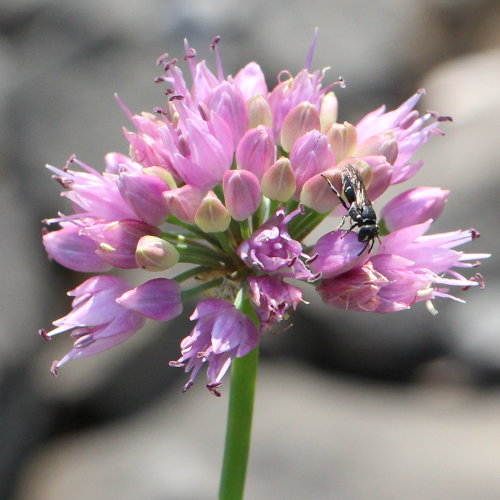 Berg-Lauch / Allium lusitanicum