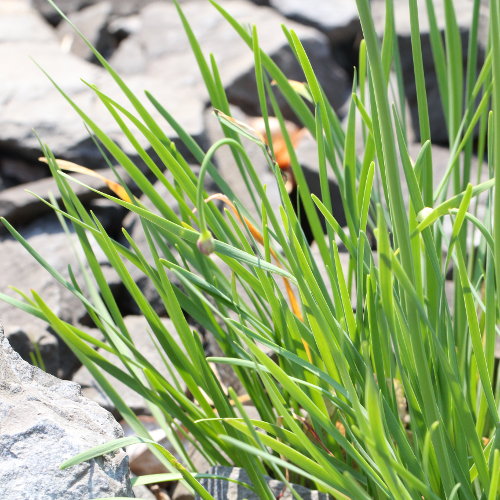 Berg-Lauch / Allium lusitanicum