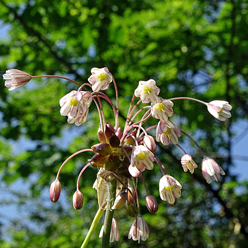 Ross-Lauch / Allium oleraceum