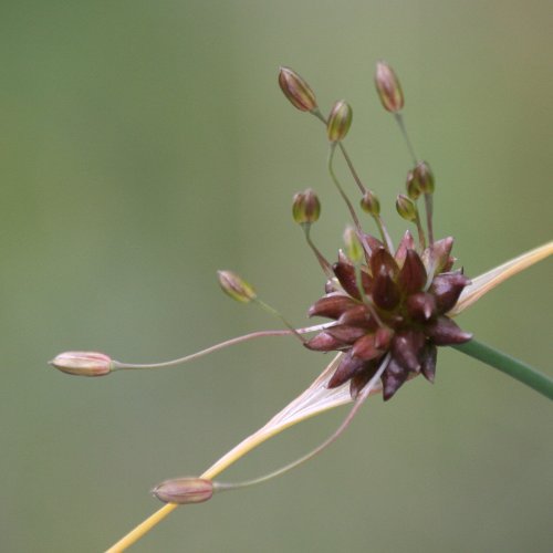 Ross-Lauch / Allium oleraceum