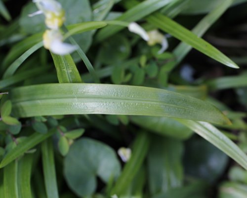 Wunder-Lauch / Allium paradoxum