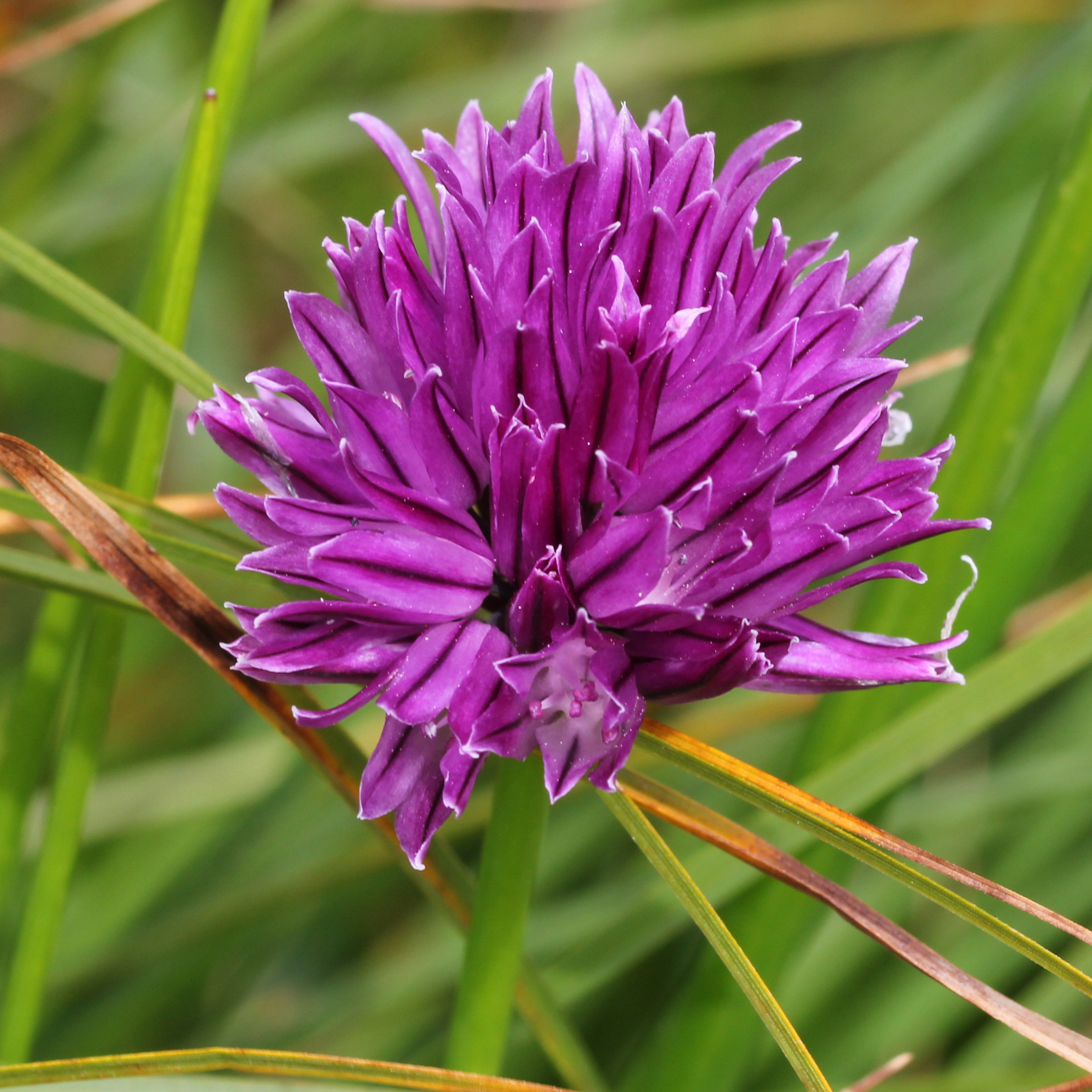 Schnittlauch / Allium schoenoprasum