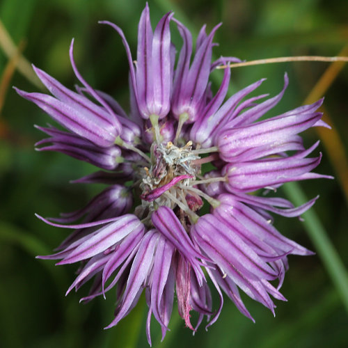 Schnittlauch / Allium schoenoprasum