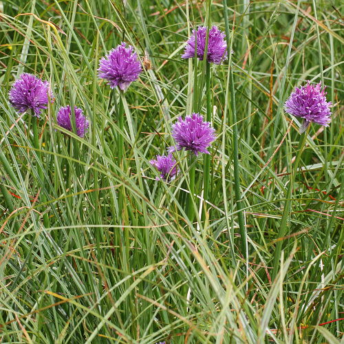 Schnittlauch / Allium schoenoprasum