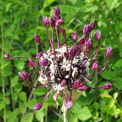 Schlangen-Lauch / Allium scorodoprasum