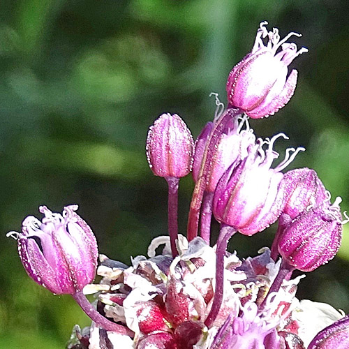 Schlangen-Lauch / Allium scorodoprasum