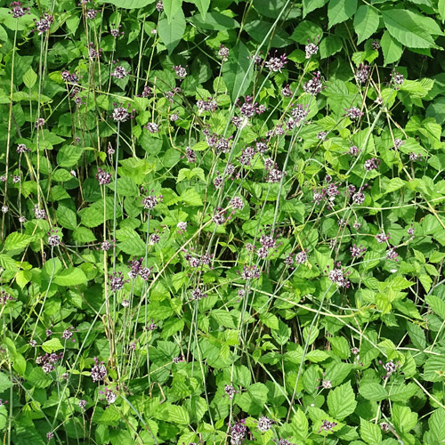 Schlangen-Lauch / Allium scorodoprasum