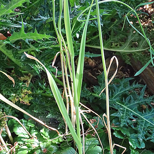 Schlangen-Lauch / Allium scorodoprasum