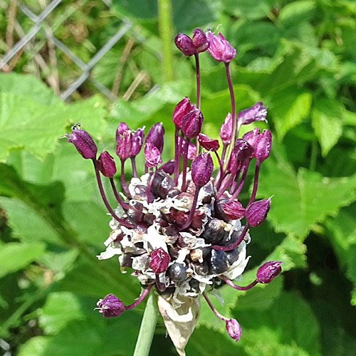 Schlangen-Lauch / Allium scorodoprasum