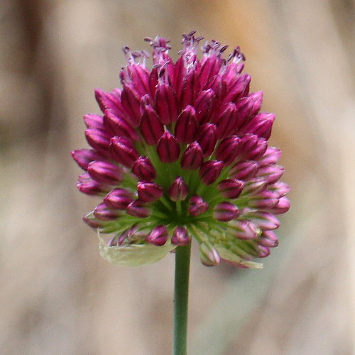 Kugelköpfiger Lauch / Allium sphaerocephalon