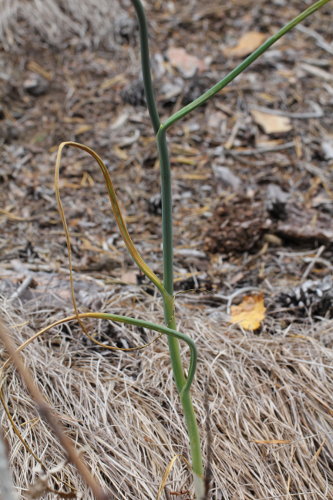 Kugelköpfiger Lauch / Allium sphaerocephalon