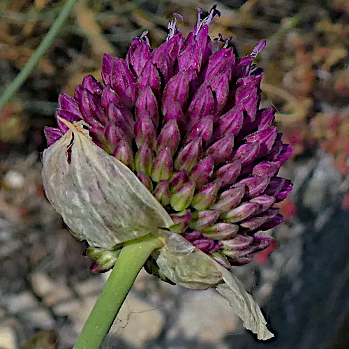 Kugelköpfiger Lauch / Allium sphaerocephalon