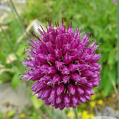 Kugelköpfiger Lauch / Allium sphaerocephalon