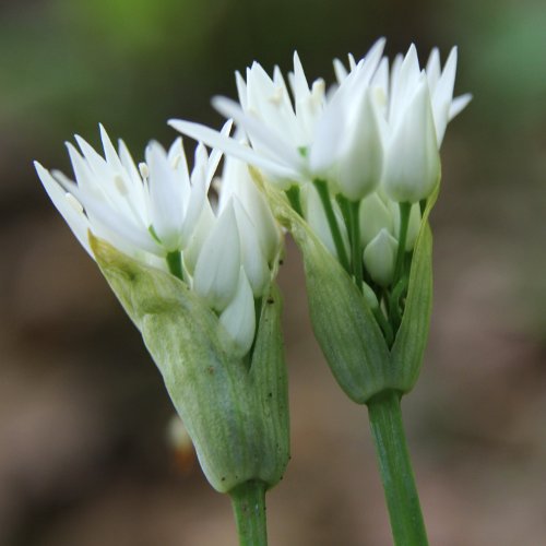 Bärlauch / Allium ursinum