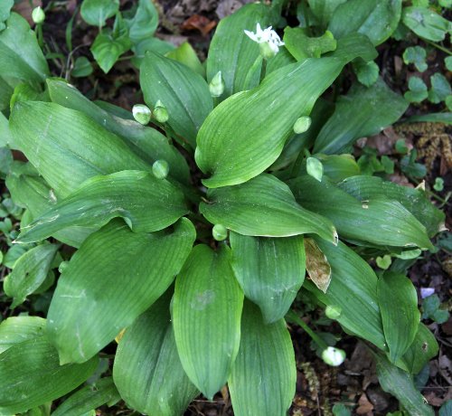 Bärlauch / Allium ursinum