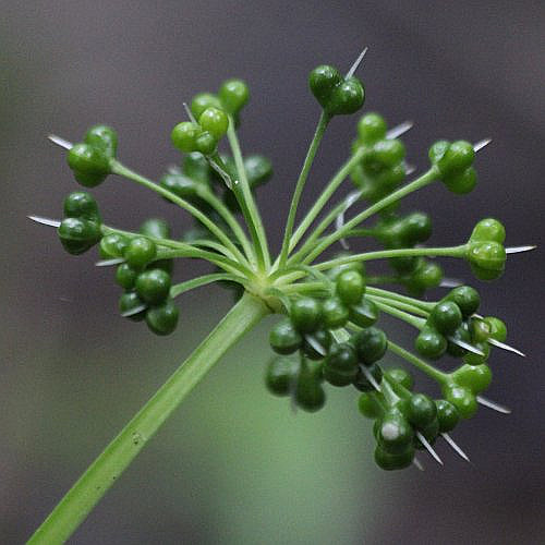 Bärlauch / Allium ursinum