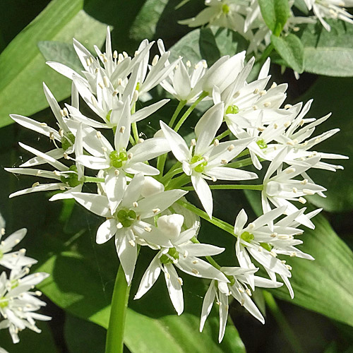 Bärlauch / Allium ursinum