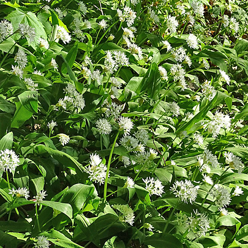 Bärlauch / Allium ursinum