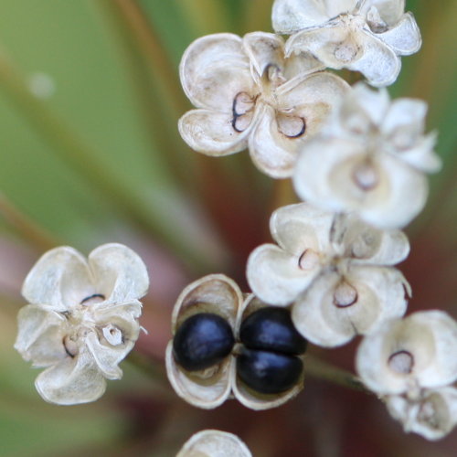Allermannsharnisch / Allium victorialis