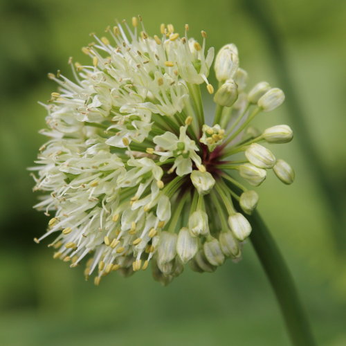 Allermannsharnisch / Allium victorialis