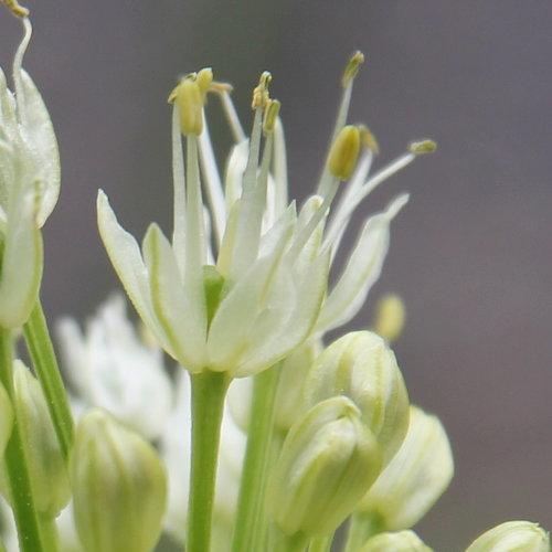 Allermannsharnisch / Allium victorialis