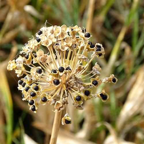 Allermannsharnisch / Allium victorialis