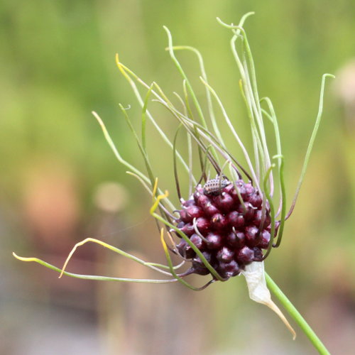 Weinberg-Lauch / Allium vineale