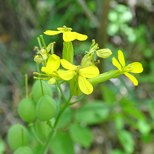 Blasenschötchen / Alyssoides utriculata