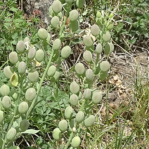 Blasenschötchen / Alyssoides utriculata