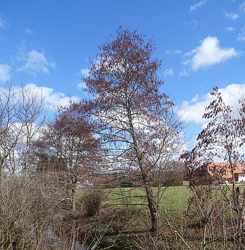 Schwarz-Erle / Alnus glutinosa