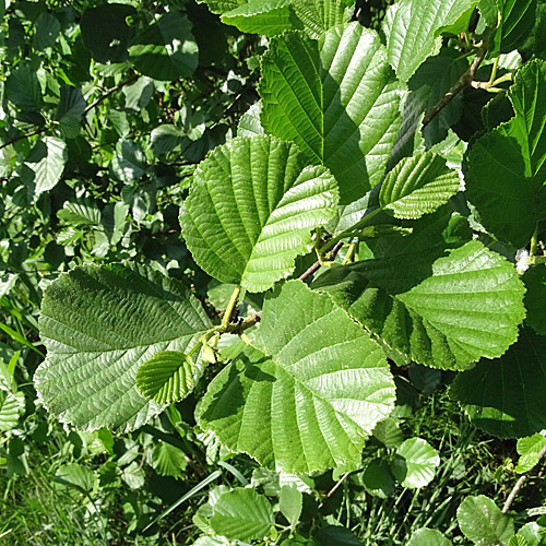 Schwarz-Erle / Alnus glutinosa