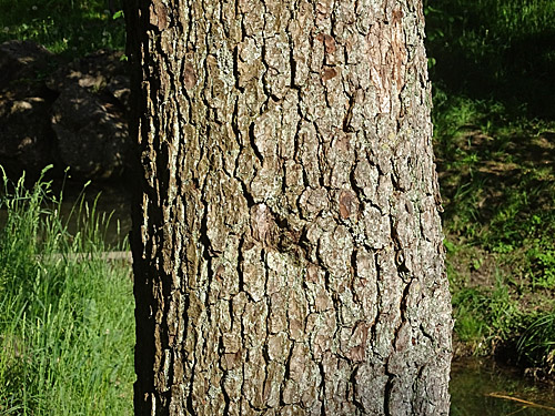 Schwarz-Erle / Alnus glutinosa