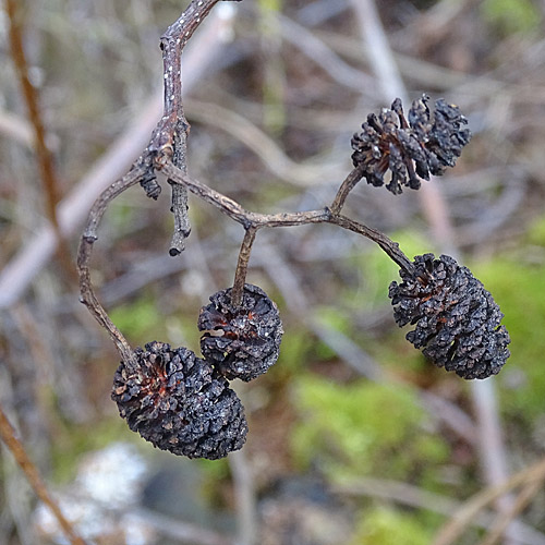 Schwarz-Erle / Alnus glutinosa