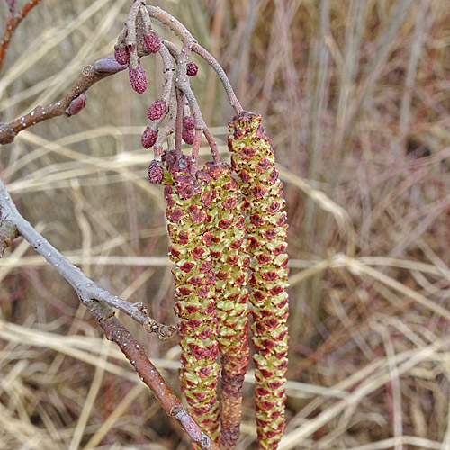 Schwarz-Erle / Alnus glutinosa