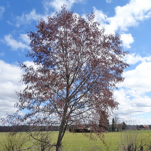 Grau-Erle / Alnus incana