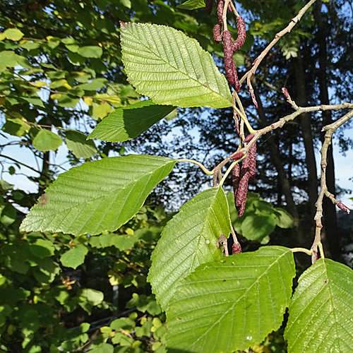 Grau-Erle / Alnus incana