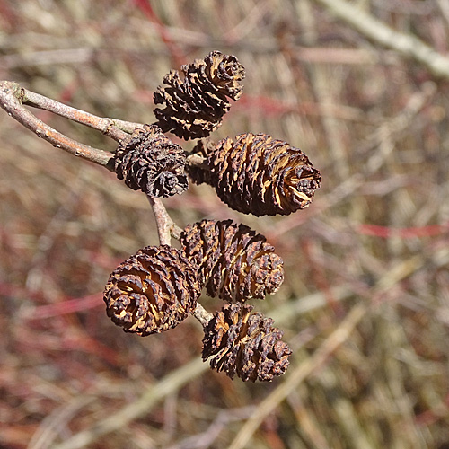 Grau-Erle / Alnus incana