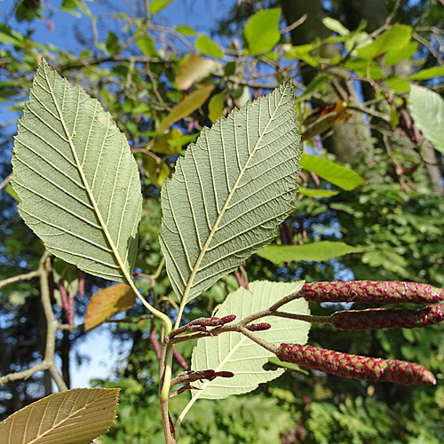 Grau-Erle / Alnus incana