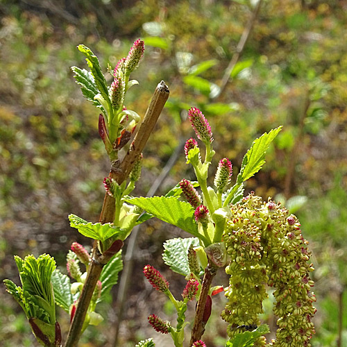 Grün-Erle / Alnus viridis